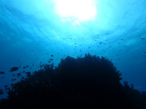 沖縄の海でダイビングしませんか？？