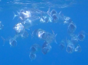 沖縄の海にはこんな魚が沢山います！！！