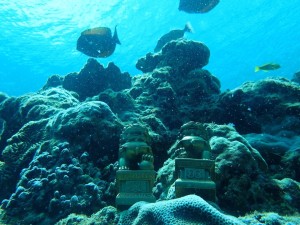 珊瑚養殖