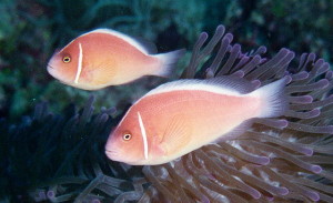 pink-skunk-clownfish