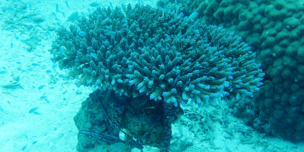 珊瑚養殖コース
